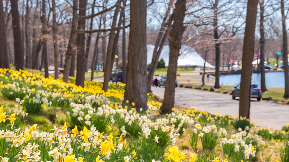 daffodils