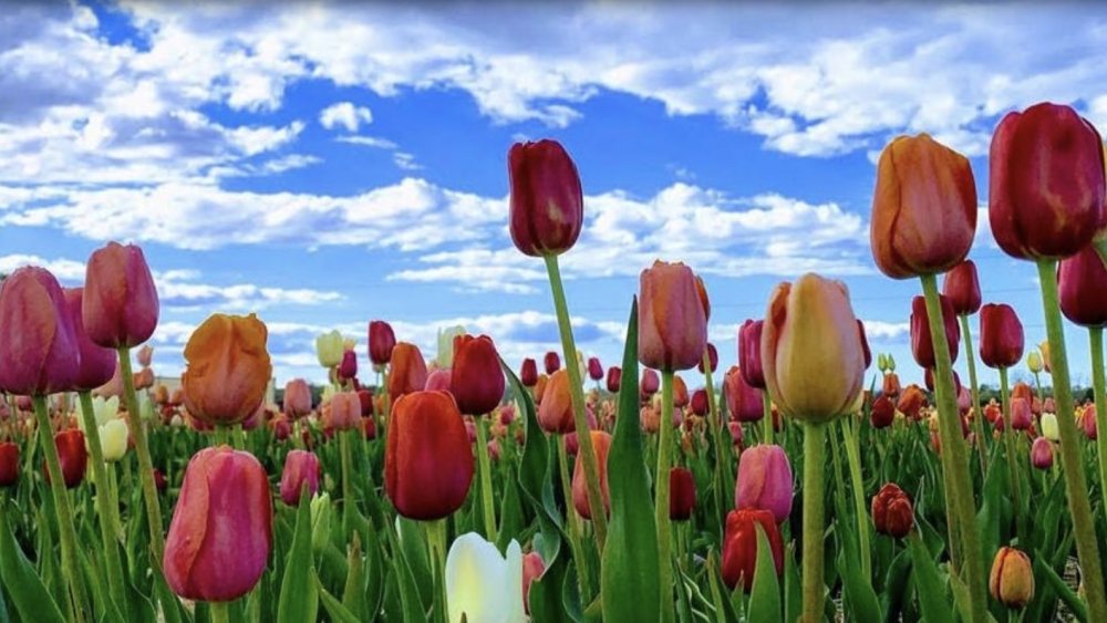 Wicked Tulips