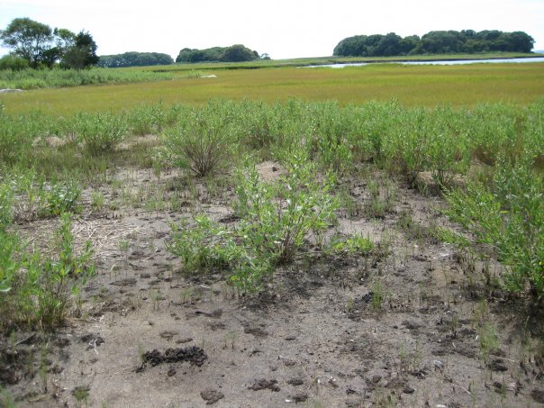 Barn Island Trail Map Barn Island Wildlife Management Area | Visit Ct