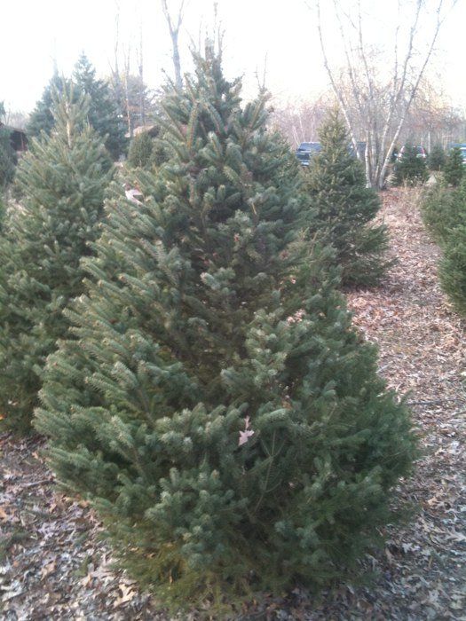 Charlie Brown S Christmas Tree Farm Visit Ct