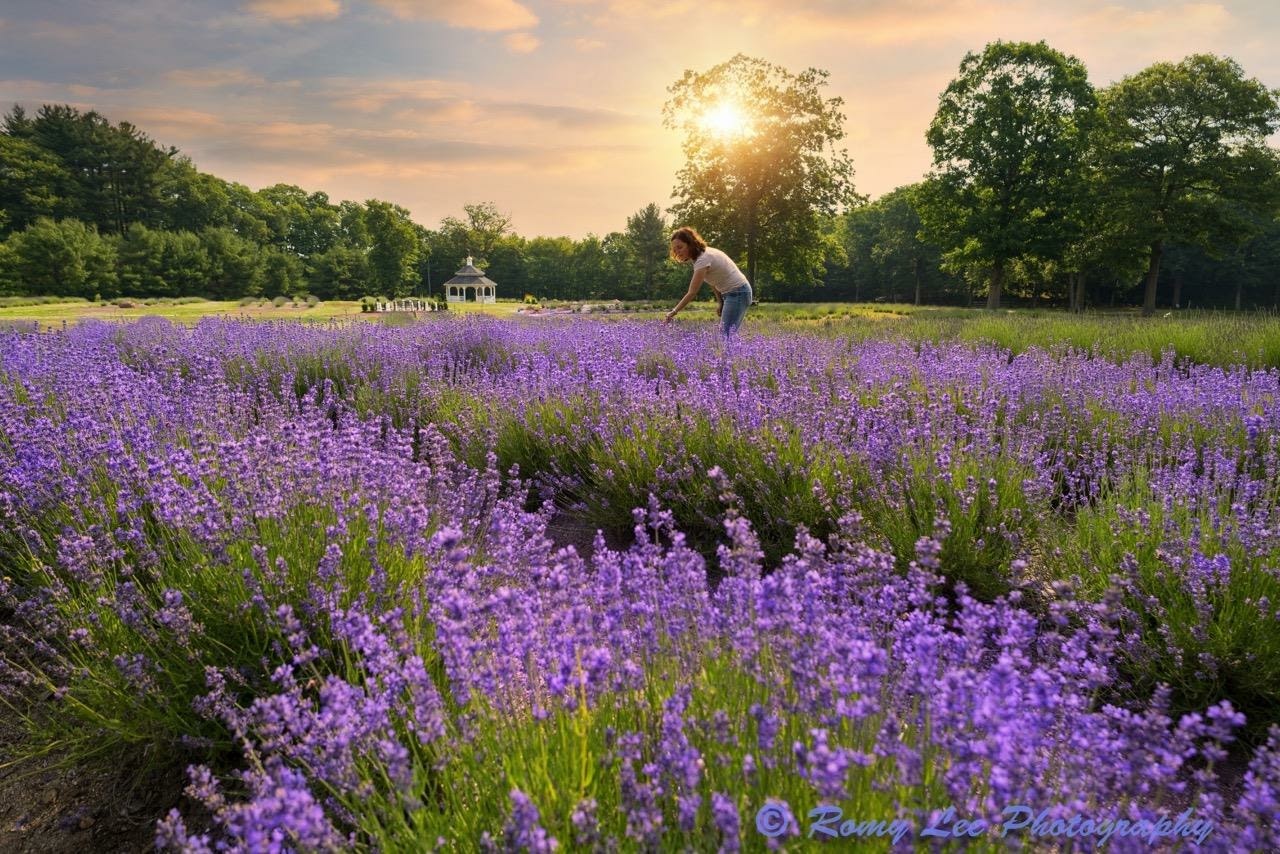 Lavender Pond Farm, Killingworth CT