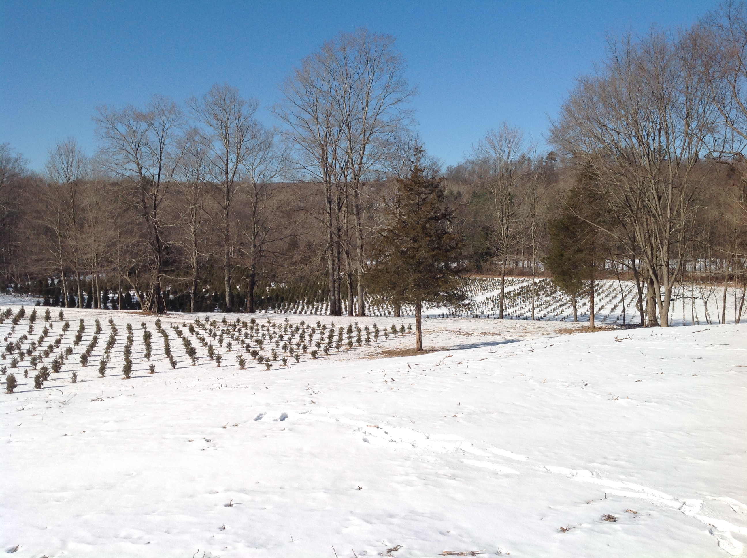 Ragland Farm Visit CT