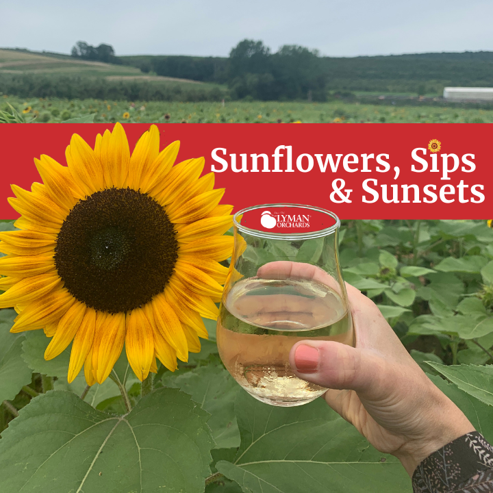 Sunflowers, Sips & Sunsets at Lyman Orchards Sunflower Maze Visit CT