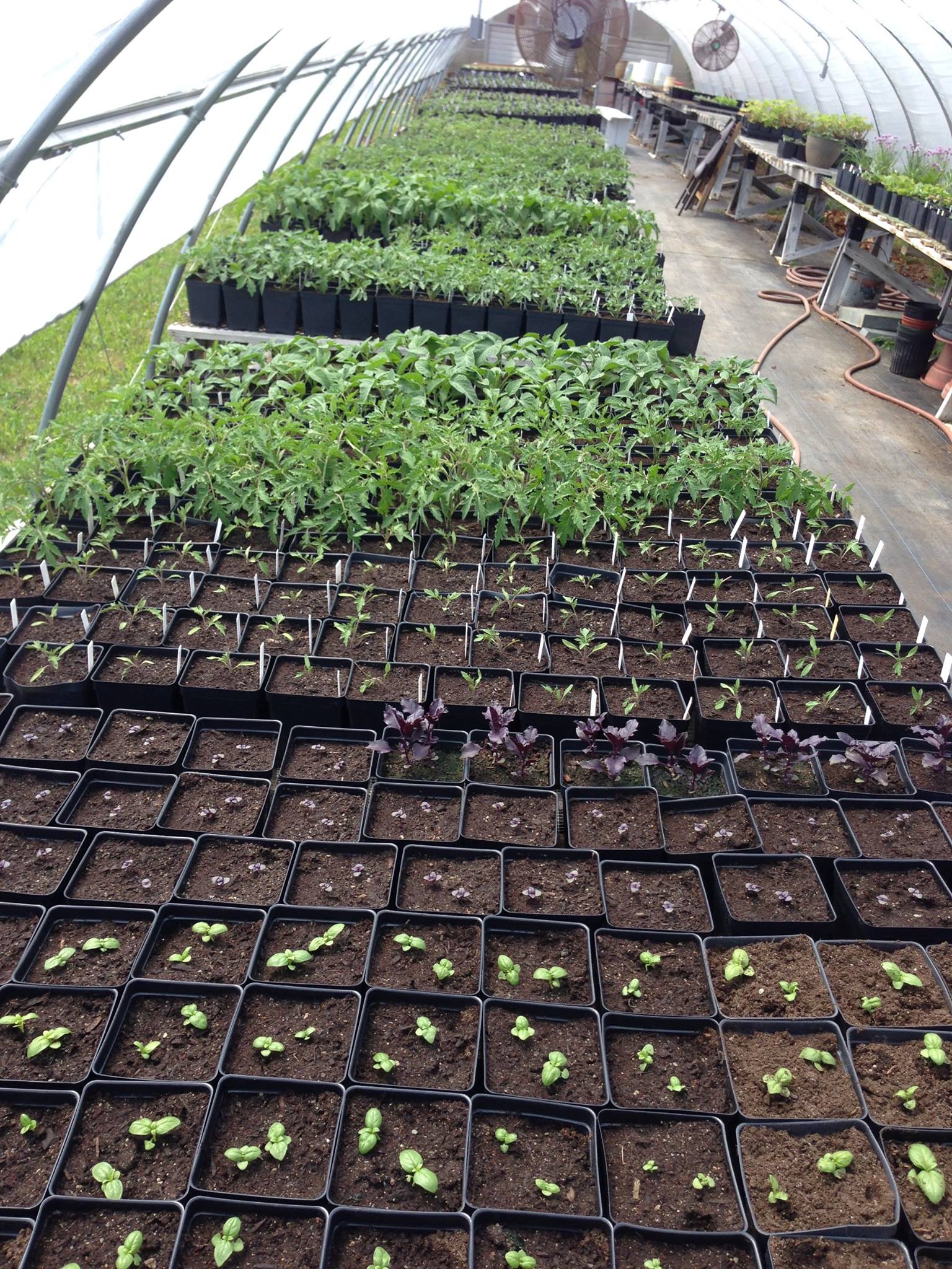 Topmost Herb Farm Visit CT