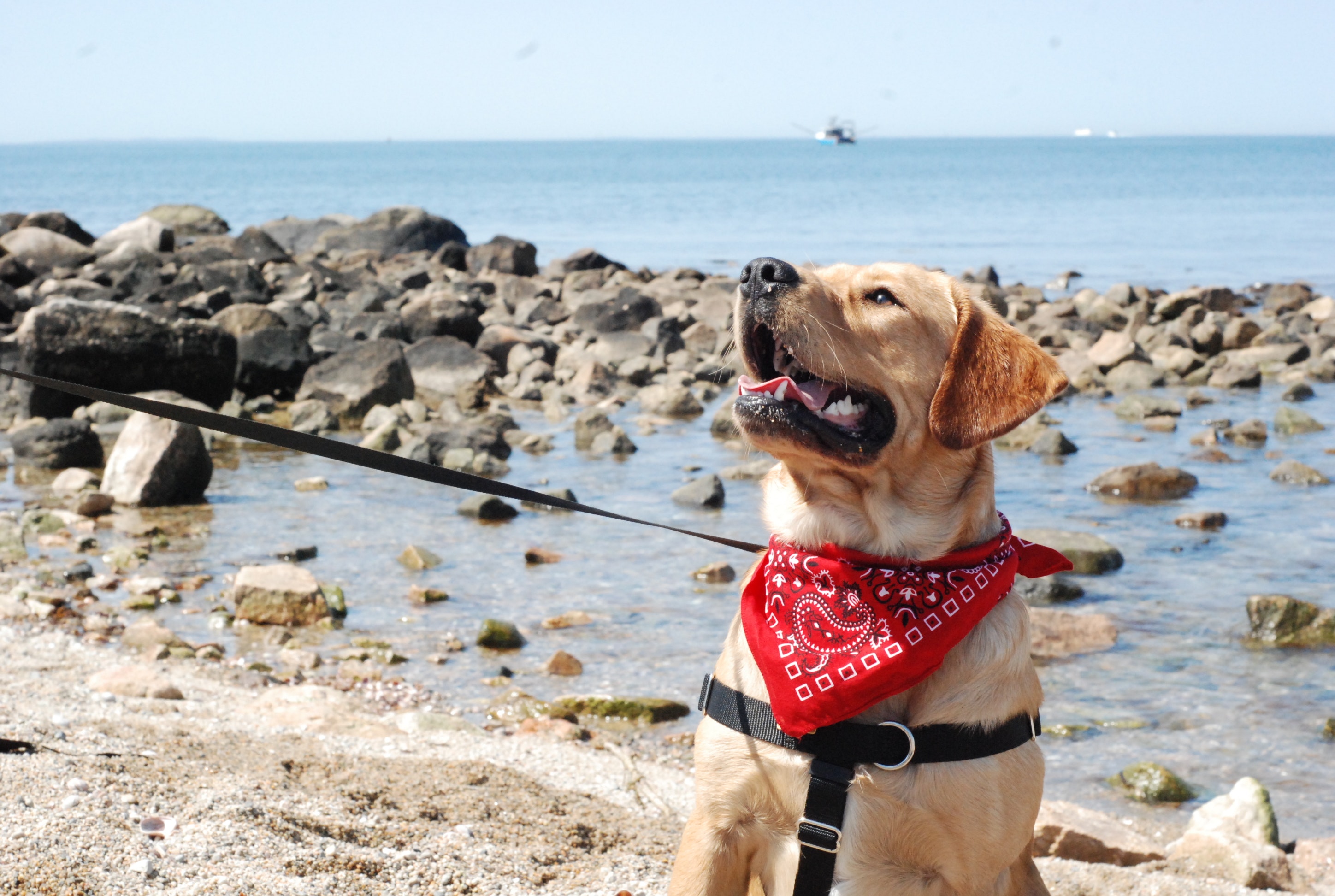 perro en la playa