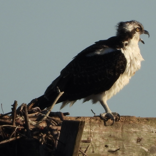 goodspeed-musicals-the-goodspeed-ctvisit