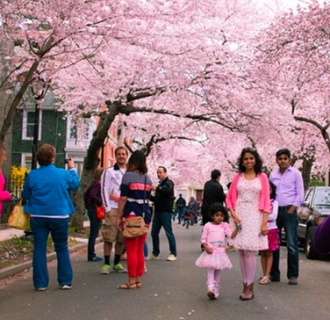 Connecticut's Spring Blossom Finder | CTvisit