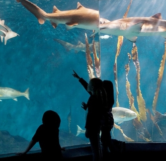Maritime Aquarium - kids looking at fish