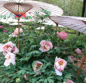 Connecticut's Spring Blossom Finder | CTvisit
