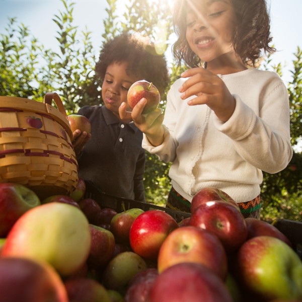 Kids Apple Orchard