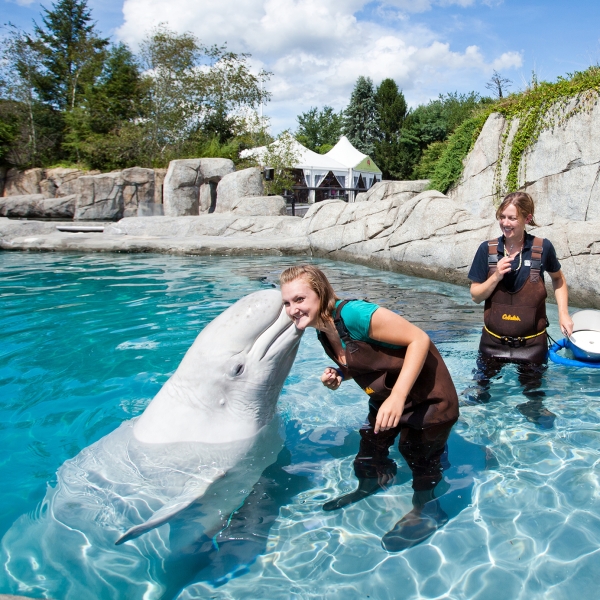 Beluga Encounter Mystic Aquarium